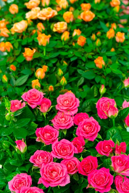 Mooie rode rozen. Floral feestelijke natuurlijke achtergrond.