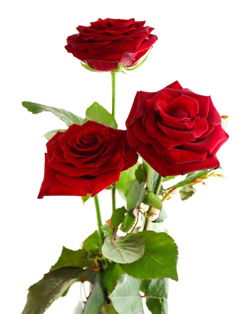 Mooie rode rozen geïsoleerd op wit