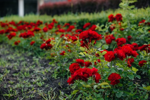 Mooie rode rozen groeien op een bloembed versierd met landschapsarchitectuur in het park tijdens zonsondergang.