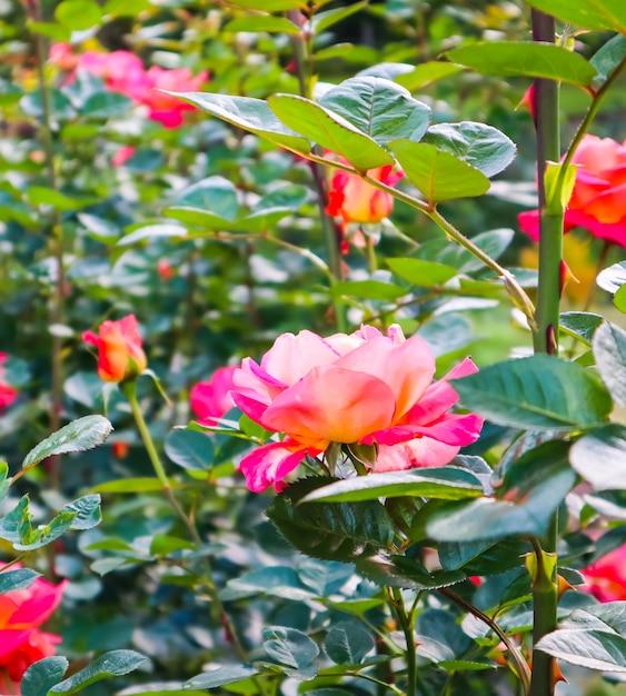 Mooie rode rozen in de tuin in zonnige dag midzomer