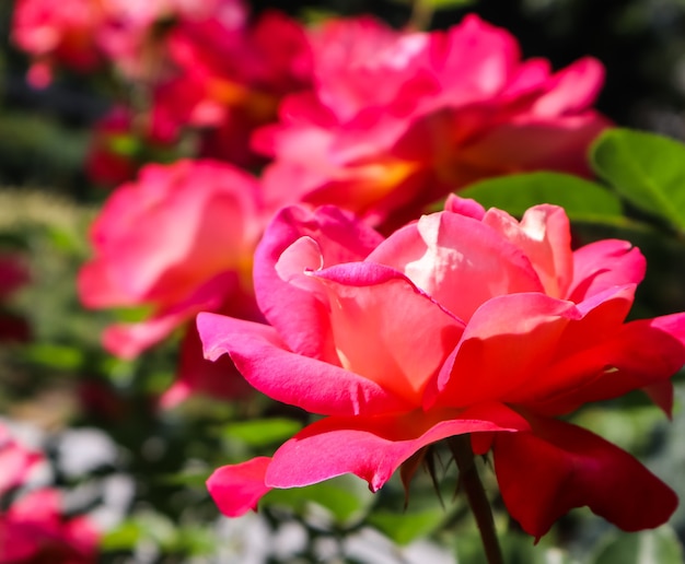 Mooie rode rozen in de tuin in zonnige dag midzomer