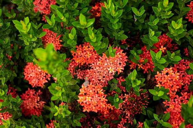 Mooie rode spike bloem, koning Ixora bloeiend (Ixora chinensis) en groene bladeren