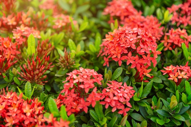 Foto mooie rode spike bloem, koning ixora bloeiende en groene bladeren.