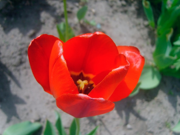 mooie rode tulp bloem foto