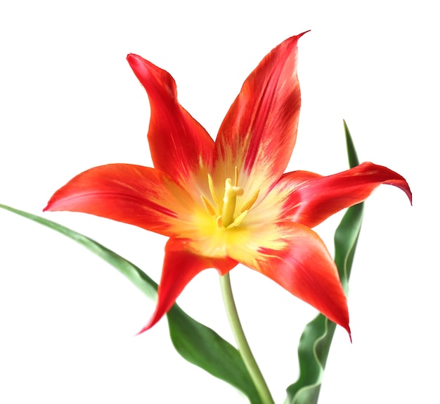 Mooie rode tulp, geïsoleerd op wit