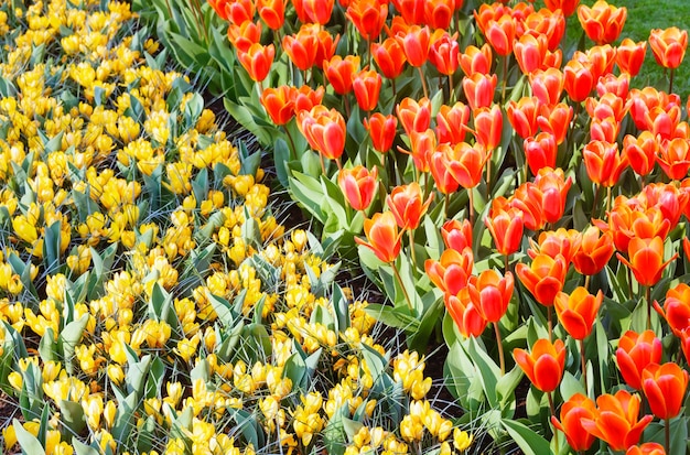 Mooie rode tulpen en gele krokussen (macro) in de lentetijd