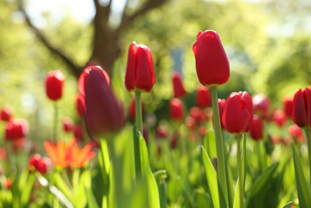 Foto mooie rode tulpen groeien buiten op zonnige dag close-up