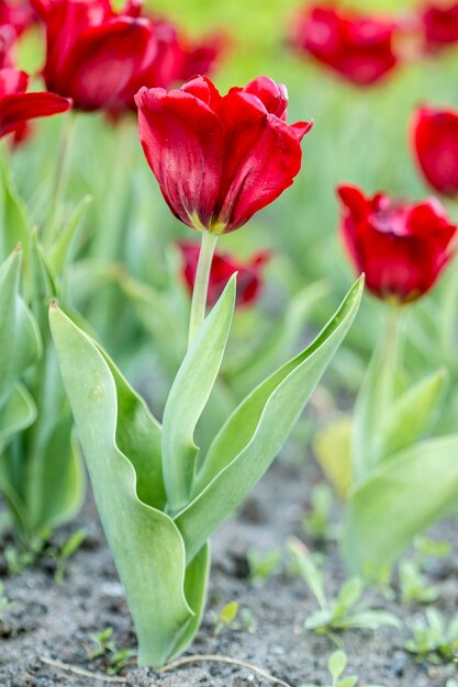 Mooie rode tulpen in bloembed lenteavond