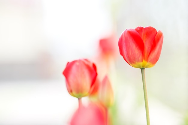 Mooie rode tulpen Kopieer ruimte Concept achtergrond bloemen en natuur