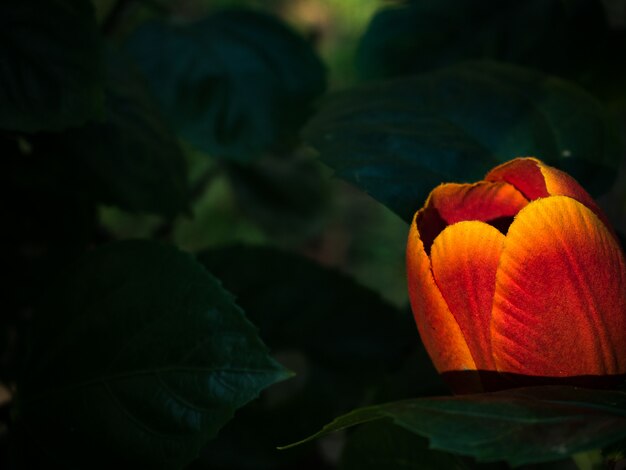 Foto mooie rode tulpen op een zwarte schaduw