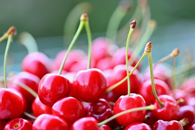 Mooie rode verse kersen Gezonde voeding fruit Concept voor biologische en gezonde levensstijl