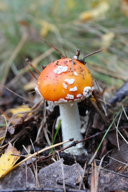 Mooie rode vliegenzwam in het bos