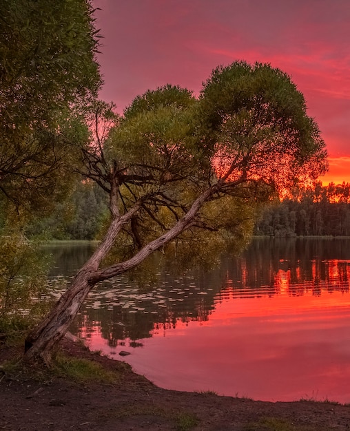 Mooie rode zonsondergang op een bosmeer in de zomer