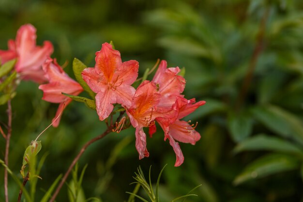 Mooie rododendron die in de tuin bloeit