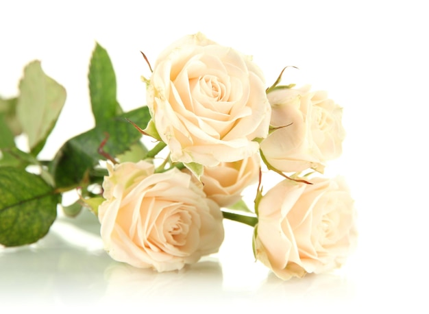 Mooie romige rozen close-up geïsoleerd op white
