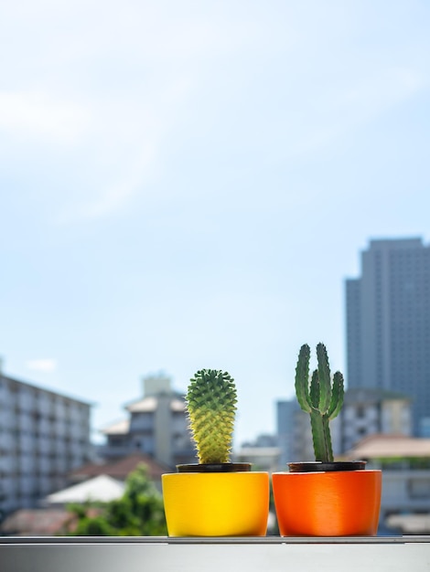 Mooie ronde betonnen plantenbakken met cactusplant Kleurrijk geschilderde betonnen potten voor woondecoratie