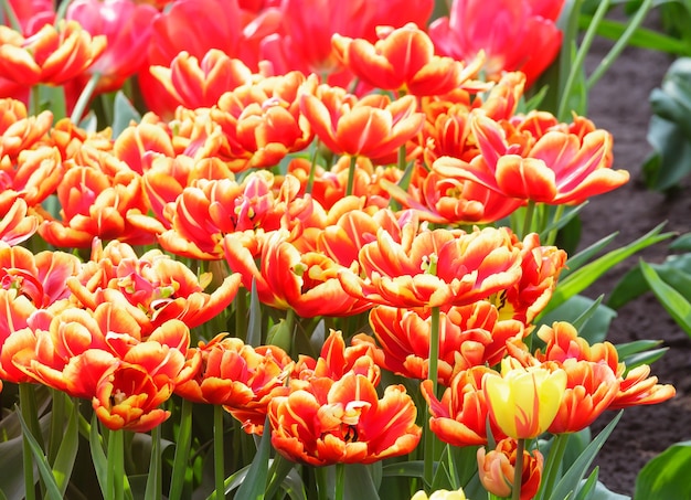 Mooie rood-gele tulpen (macro) in het lentepark