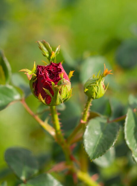 Mooie rood roze bloem op een zonnige warme dag