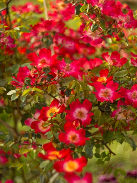 Mooie rood roze bloem op een zonnige warme dag