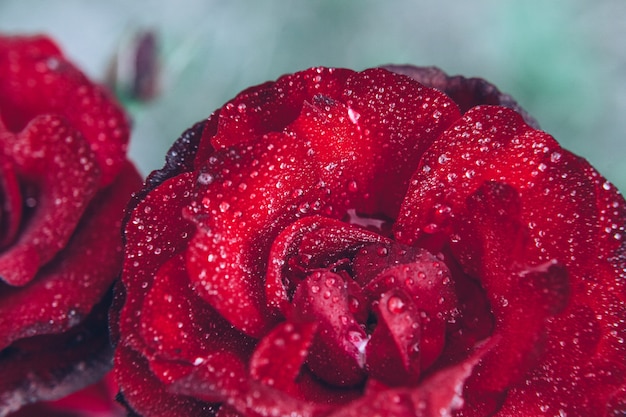 Mooie rood roze bloemen met druppels na regen in de zomer. Inspirerende natuurlijke bloemen lente bloeiende tuin of park