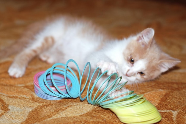 Mooie roodharige kleine kitten, kat met gele ogen zit thuis op de bank op een zonnige dag. Spelen