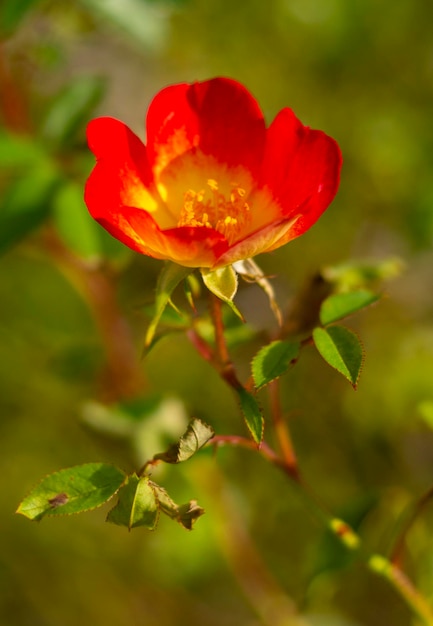 Mooie roodroze bloem en bokeh op een zonnige warme dag