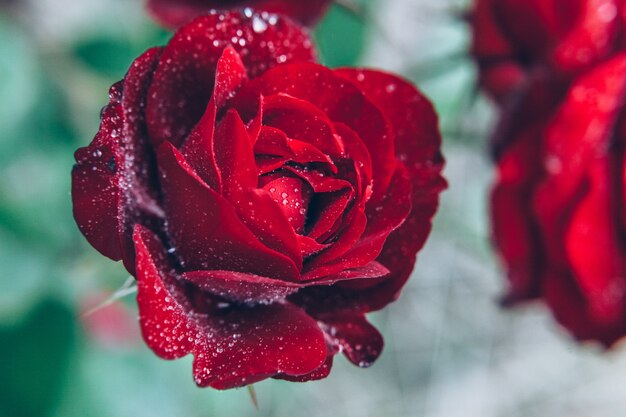 mooie roodroze bloemen met druppels na regen in de zomer