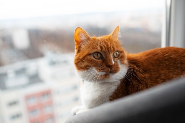 Mooie roodwitte kat met gouden ogen die dichtbij raam liggen