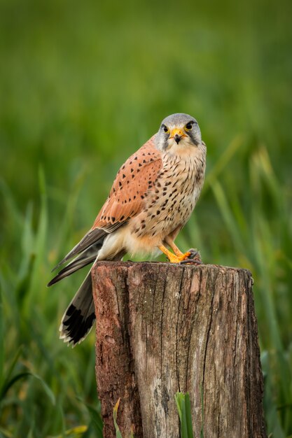 Mooie roofvogel op een stam