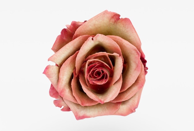 Mooie roos 3d illustratie minimale weergave op witte achtergrond