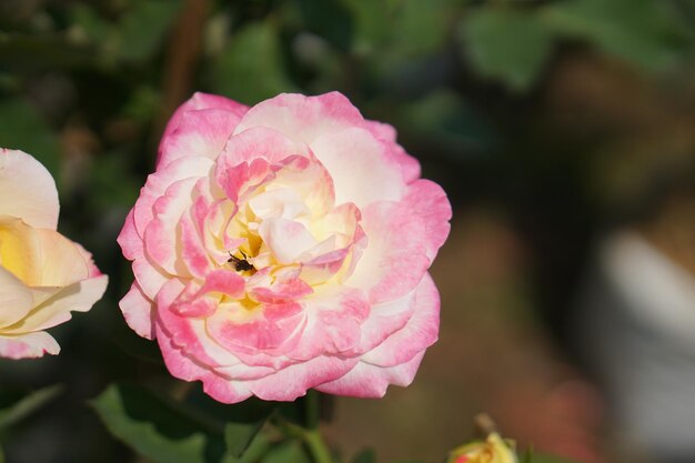 Mooie roos bloeiend in de zon