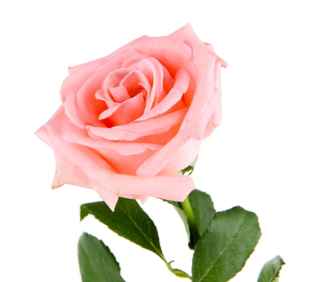 Mooie roos geïsoleerd op wit