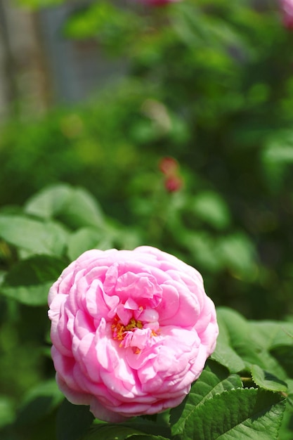 Mooie roos op groene struik in de tuin