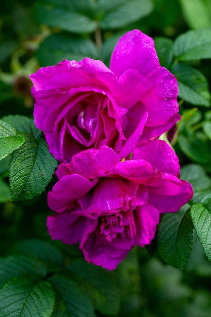 Mooie roos Schoonheid van de natuur Bloemenkaart Meerjarige bloemen in de tuin