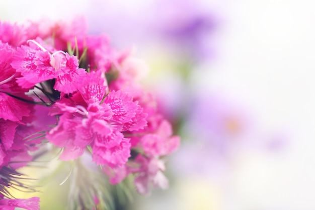 Mooie roze anjer bloemen close-up