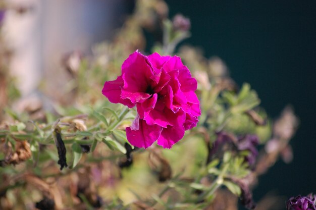 Mooie roze anjerbloem bloeit in de tuin