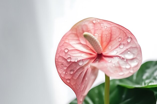 Foto mooie roze anthuriumbloem op witte achtergrond