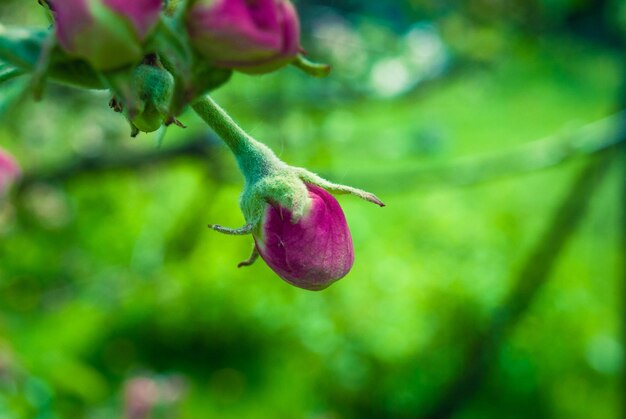 Mooie roze appel bloemen lente achtergrond