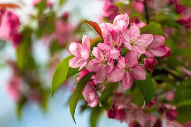 Foto mooie roze appelboombloemen in de tuin.
