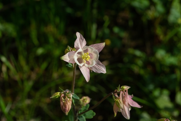 Mooie roze Aquilegia-bloesems in de bloementuin. Selectieve aandacht met onscherpe achtergrond.