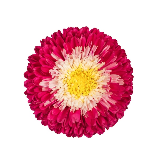 Foto mooie roze aster-bloem die op witte achtergrond wordt geïsoleerd