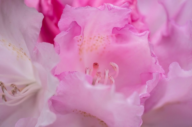 Mooie roze azalea van dichtbij geschoten