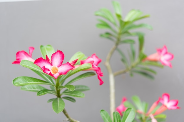 Mooie roze azaleabloem in tuin met groene aard vage achtergrond