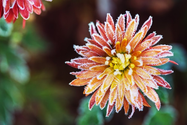 Mooie roze bevroren bloem laat in de herfst in de ochtend