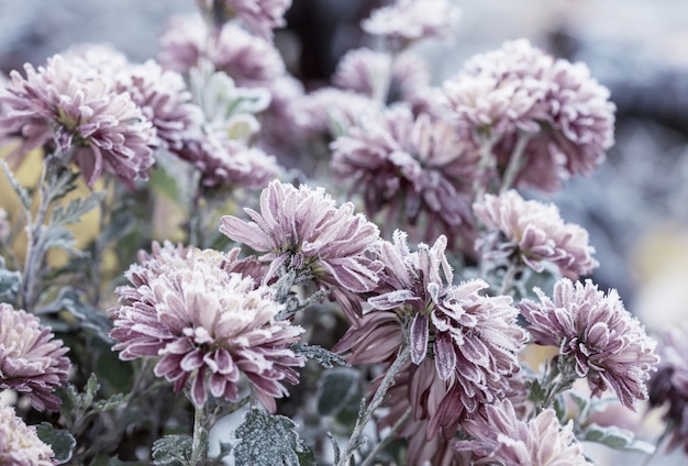 Foto mooie roze bevroren bloem laat in de herfst in de ochtend