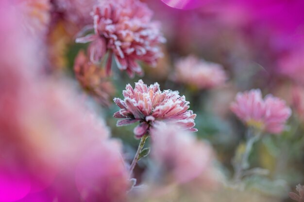 Mooie roze bevroren bloem laat in de herfst in de ochtend