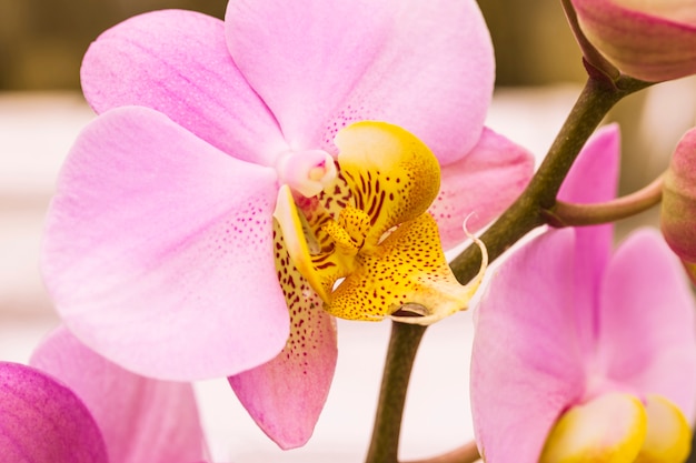 Mooie roze bloei met gele stamper