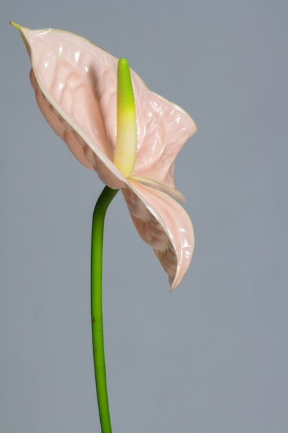 Mooie roze bloeiende enkele Anthurium bloem, vergrote weergave