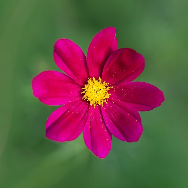 Mooie roze bloem bloeiend in de tuin Cosmos bipinnatus