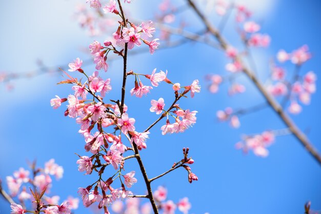 Mooie roze bloem bloesem